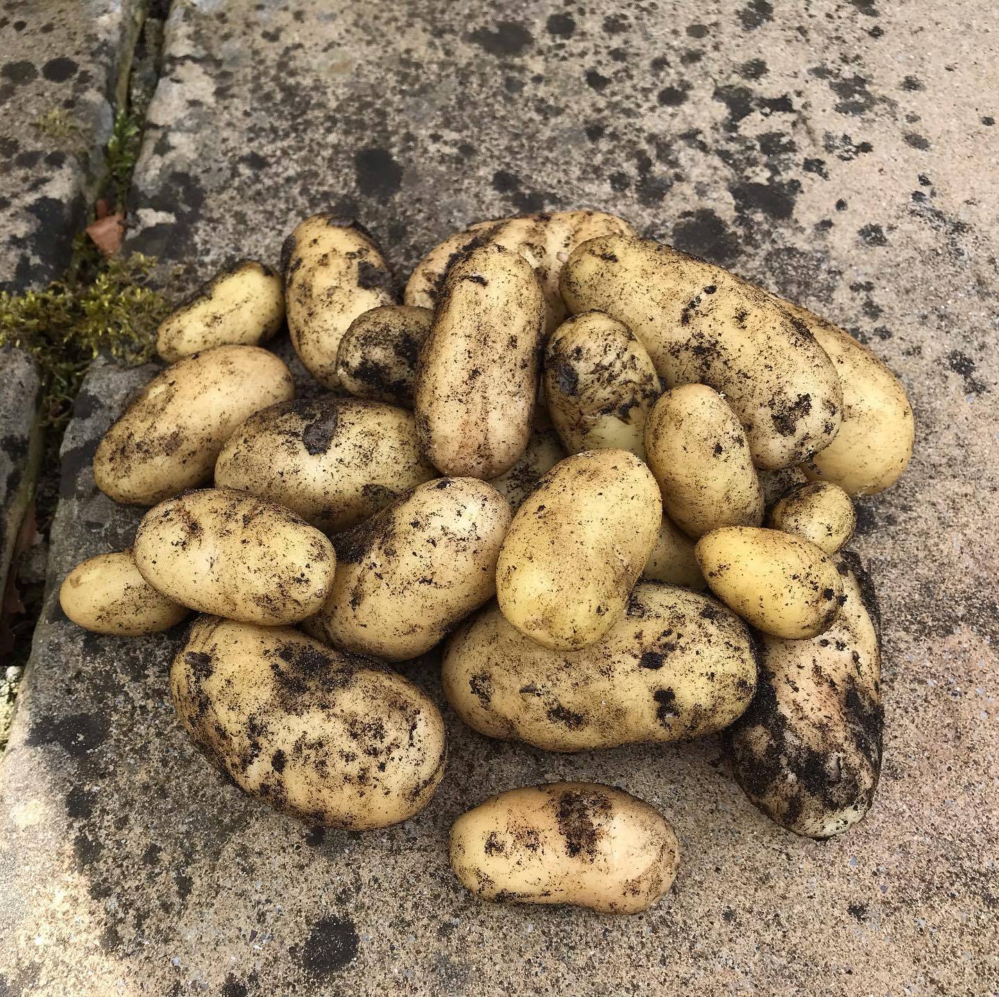 Potato Harvest 07-07-2020